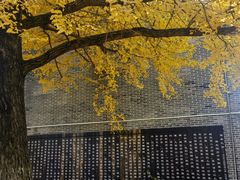 -千年银杏谷文化旅游区
