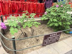 -红螺寺