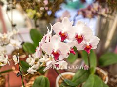 -二酉书店TOYOU BOOKS