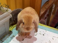 -宠物兔专门店(天丰利市场店)