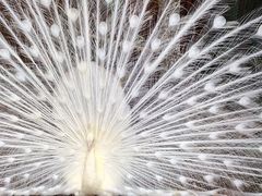 -西双版纳总佛寺