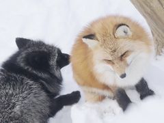 -宫城藏王狐狸村