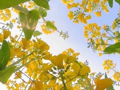 -西京湾花海