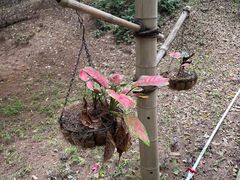 -北海金海湾红树林生态旅游区