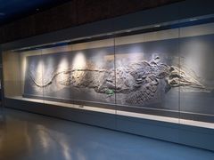 -安徽省地质博物馆