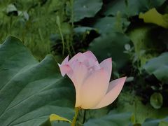 -四川大学(华西校区)