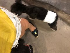 -百好乐宠物友好餐厅(朝外大街店)