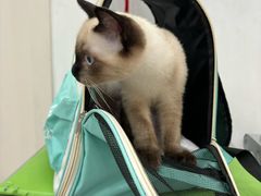 -四月宠物医院·猫专科·心脏专科·内科(转塘店)