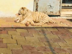 -大连森林动物园