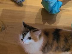 -是阿柴呀！柴犬咖啡·爱喵喵猫咖