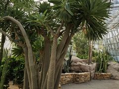 -北京植物园-展览温室