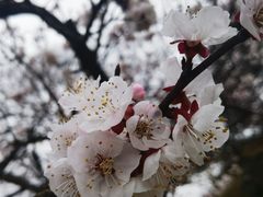 -无锡梅园公园