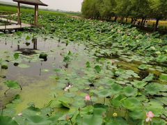 -北纬44度·金珠花海休闲农业旅游景区