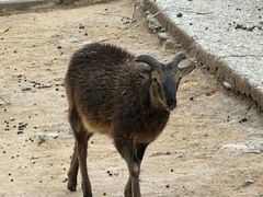-青藏高原野生动物园