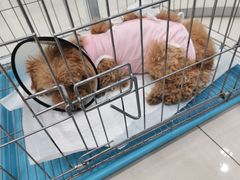 -乖乖乐动物医院(小汤山分院)