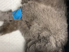 -纳吉亚猫专科动物诊疗中心(蒋宅口分院)