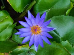 -槟城观音庙(Goddess of Mercy)