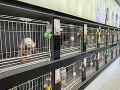 -翊宠yipet猫狗购宠庄园犬舍•猫舍