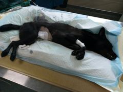 -安安宠医·安宠宠物医院