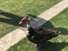 -前小桔亲子创意农场·草莓采摘·露营烧烤