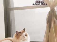 -猫腻·猫咖·撸猫馆(星光大道店)