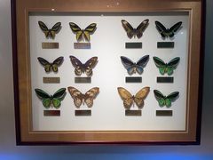 -上海昆虫博物馆