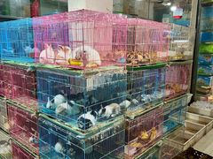 -青石桥花鸟鱼虫市场(叠翠城店)