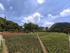 -广州市石门国家森林公园