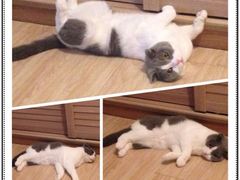 iphone_upload_pic-Bastet sally猫舍购宠(静安店)