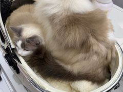 -FAELING PETS美天灵宠物(富力广场店)