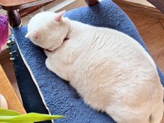 -有猫主题·治愈系猫咖(曾厝垵店)