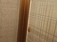 -惠州康帝国际酒店