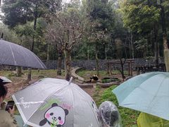 -都江堰中华大熊猫苑