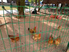 -三亚海棠湾万丽度假酒店