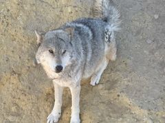 -鄂尔多斯野生动物园