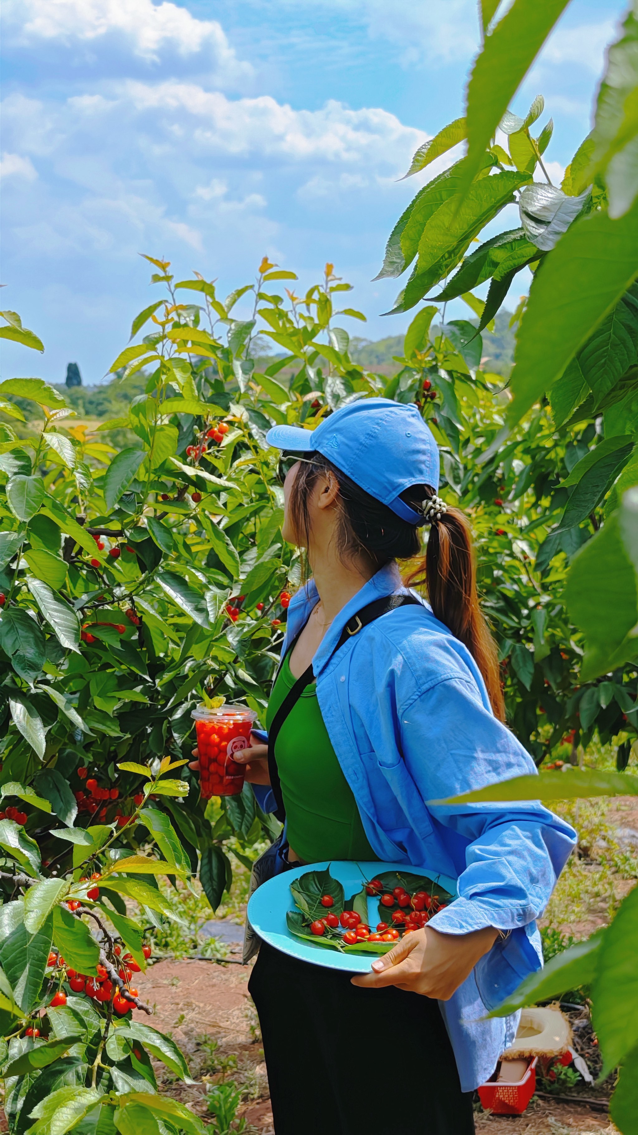 在这里,10块钱实现樱桃自由