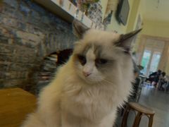 -猫色咖啡·猫咖