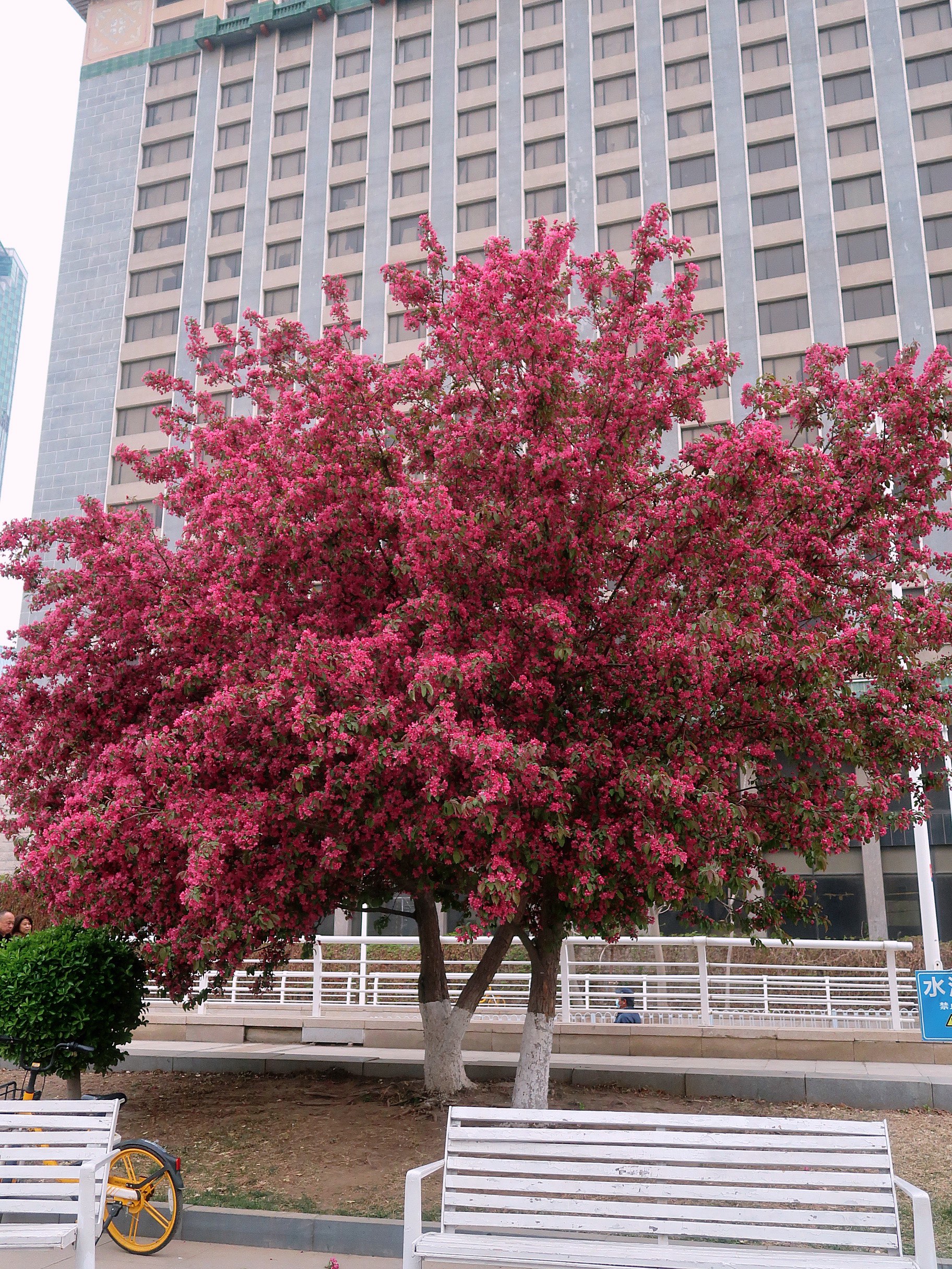 王子海棠树开花图图片