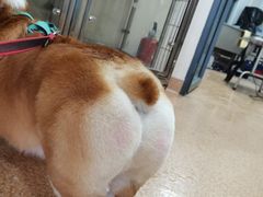 -芭比堂宠物医院·全科爱猫医院·仁德分院