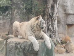 -灵玲国际马戏城