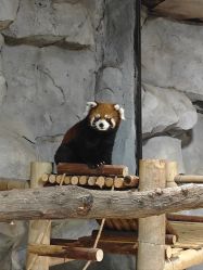 -Zoolung Zoolung动物主题公园(海信广场店)