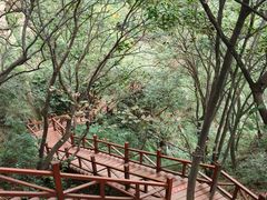 -大岭沟猕猴桃谷风景区