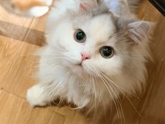 -滚猫咖啡·猫咖·猫友好撸猫(未来城店)