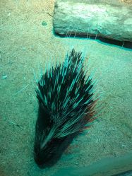 -酷嗒动物文化乐园(cutezoo西溪乐天城店)