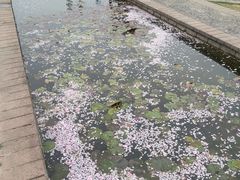 -洛阳市隋唐城遗址植物园