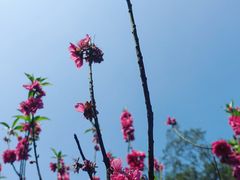 -桃花涧