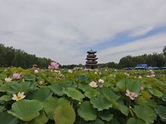 -白洋淀景区