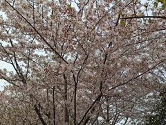 -高东镇樱花园