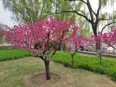 -莲花池公园