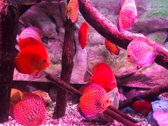 -上海海洋水族馆